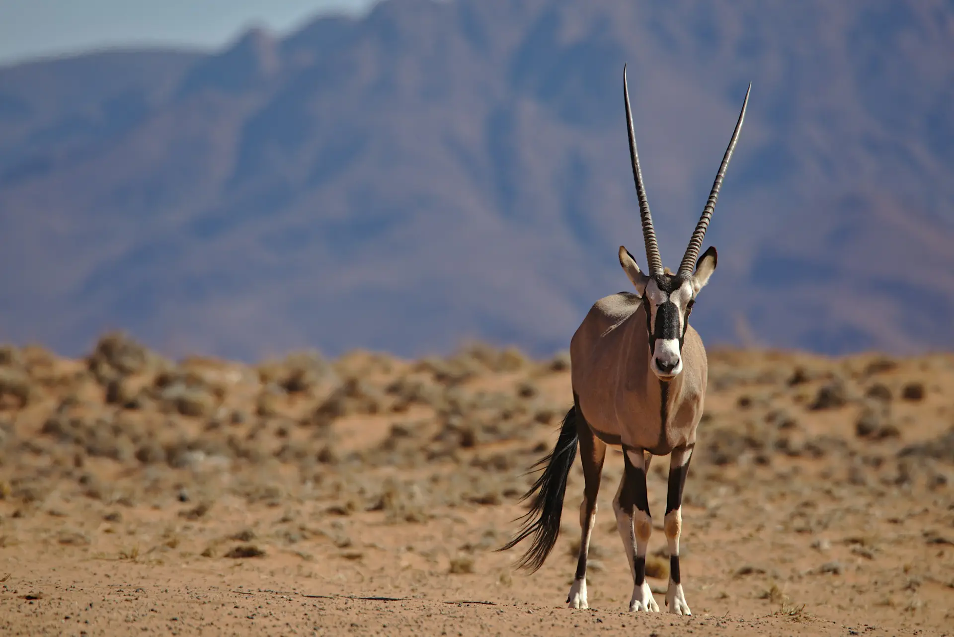 An oryx with long straight horns standing on dry ground