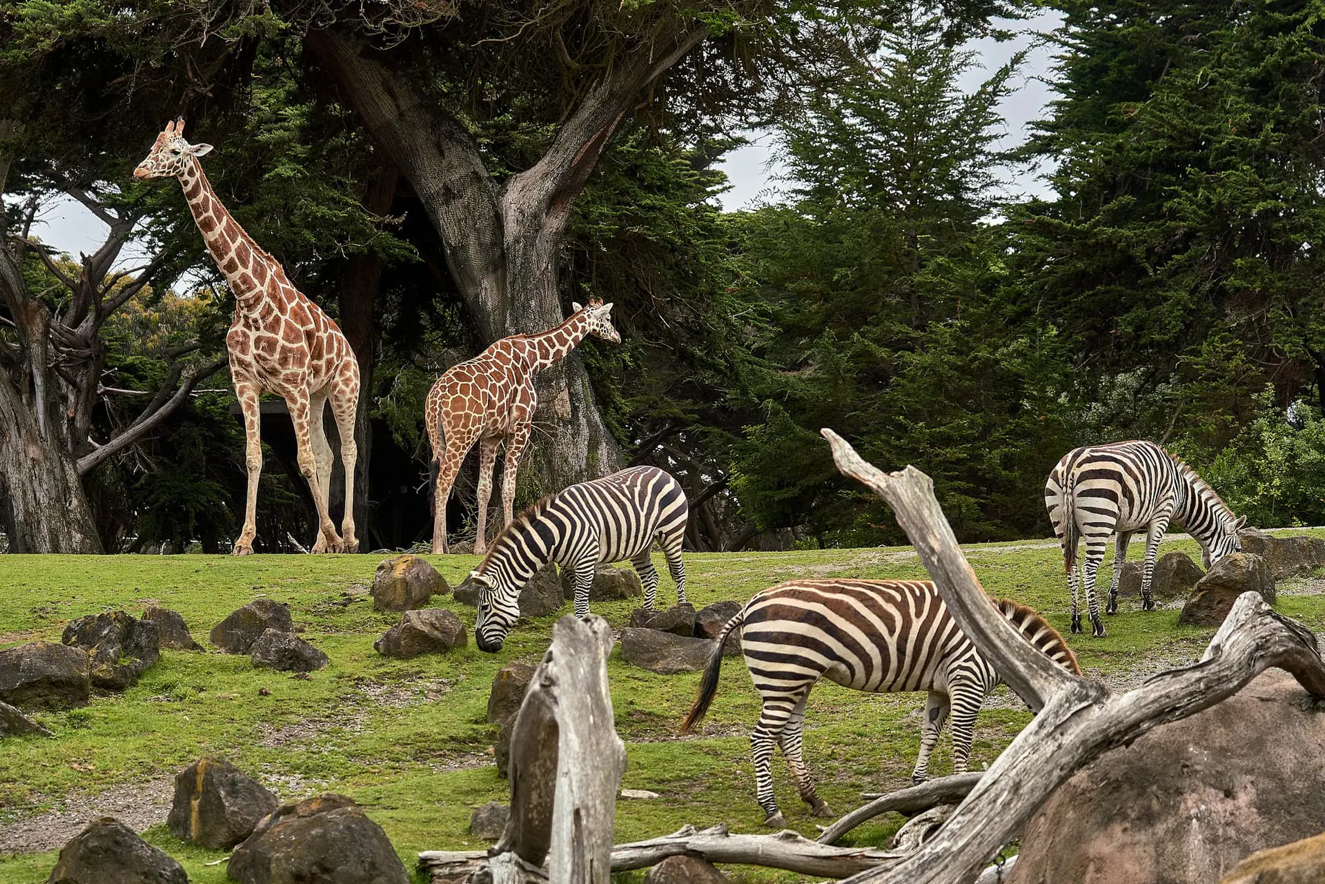 Giraffes and zebras grazing side by side, the savannah scene of a Friguia Park half-day excursion